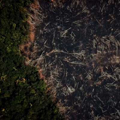 brasiliens Regenwald brasiliens Regenwald