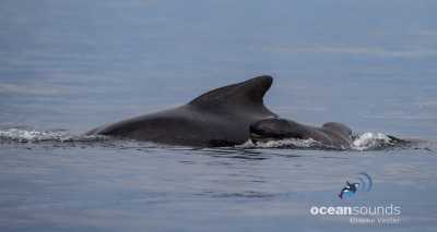 Pilot whale newborn calf Pilot whale newborn calf