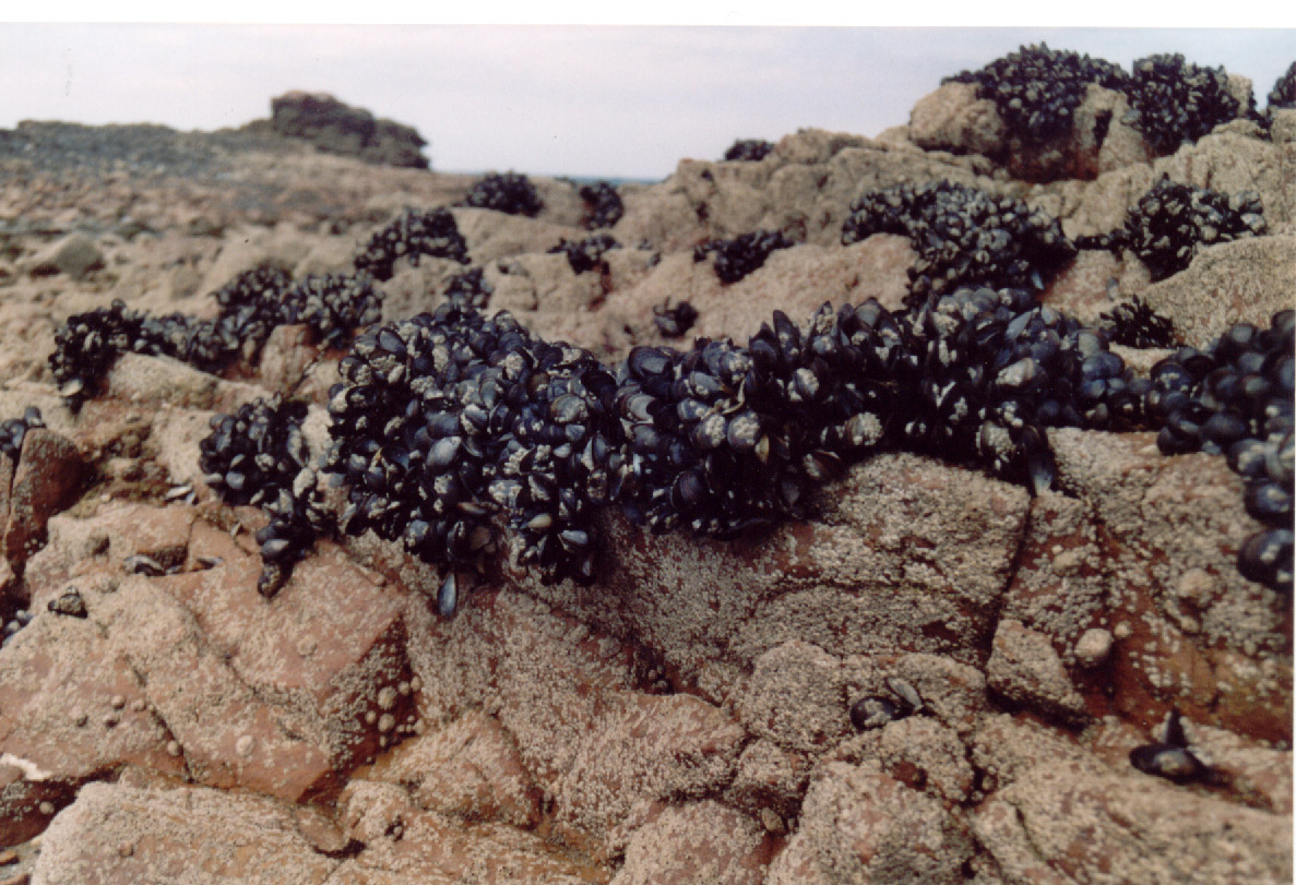 Miesmuscheln Miesmuscheln