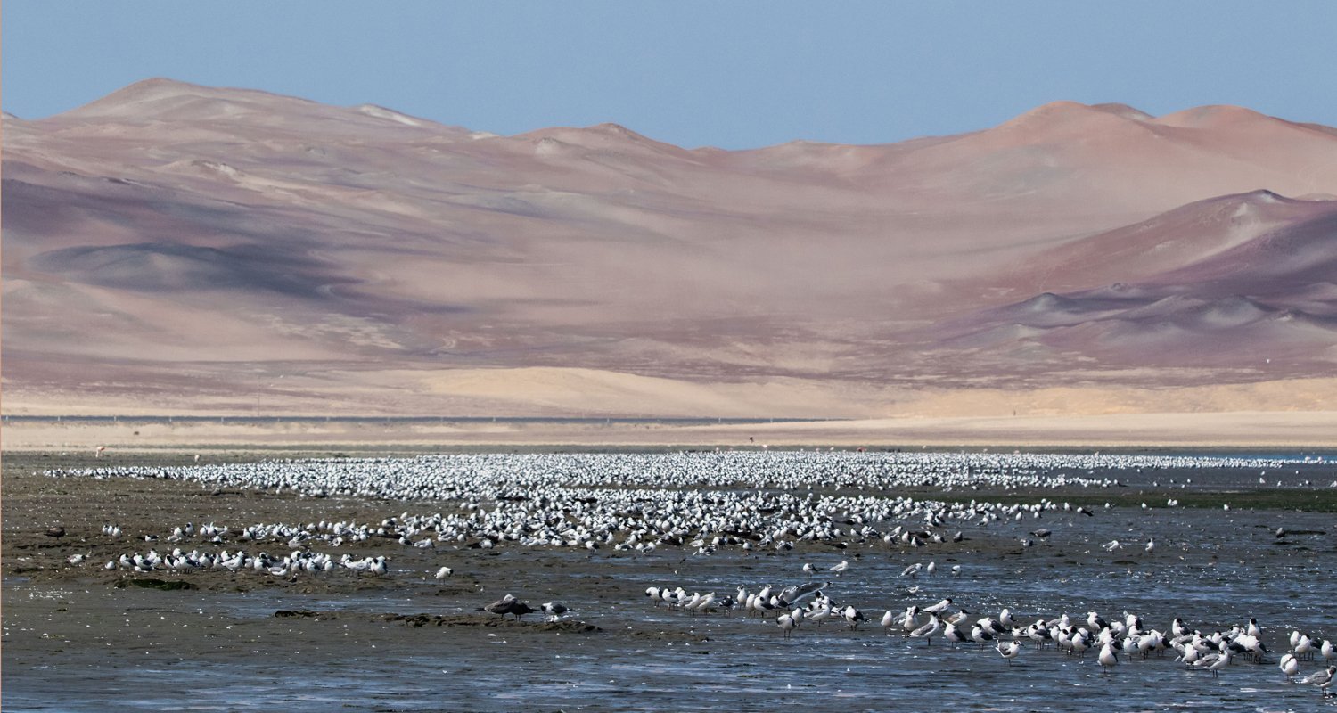 Humedales costeros arid Humedales costeros arid