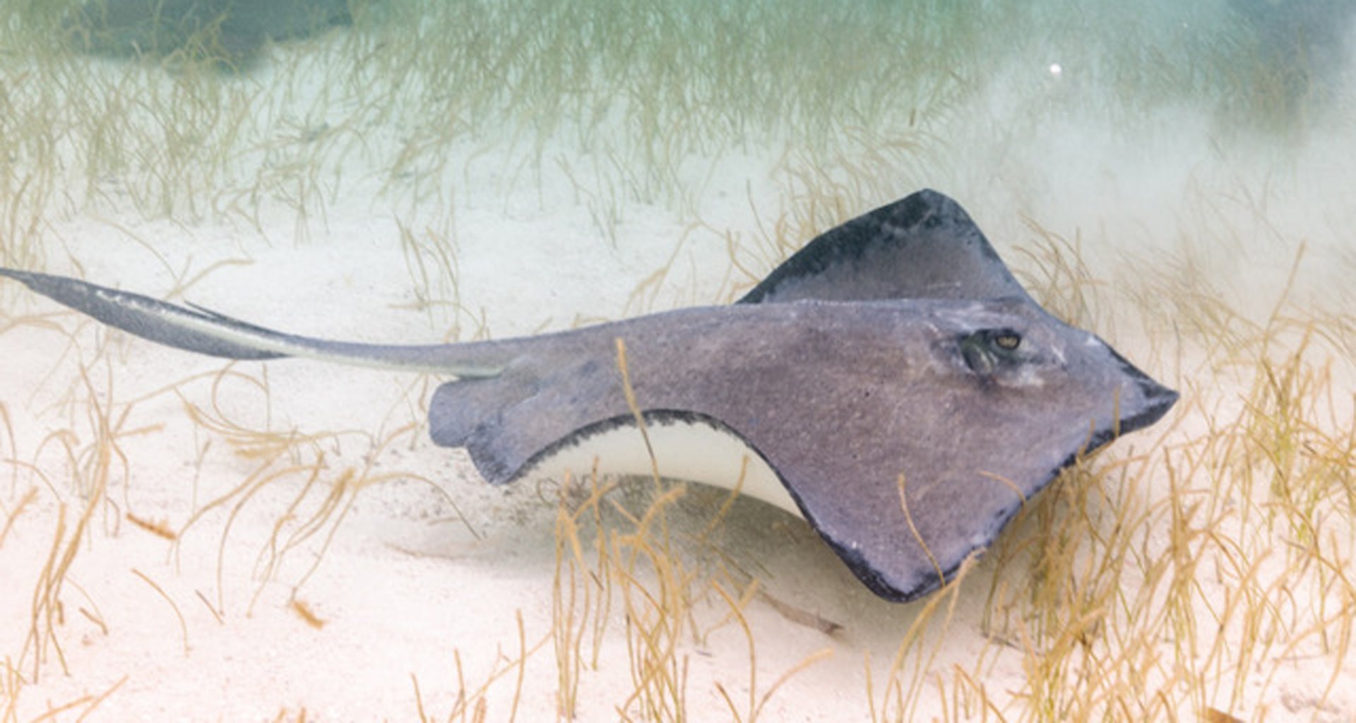 Unbelizeablue Unbelizeablue