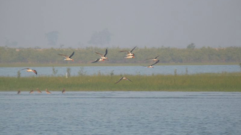 Indische Scherenschnäbel über den Salzwiesen Indische Scherenschnäbel über den Salzwiesen