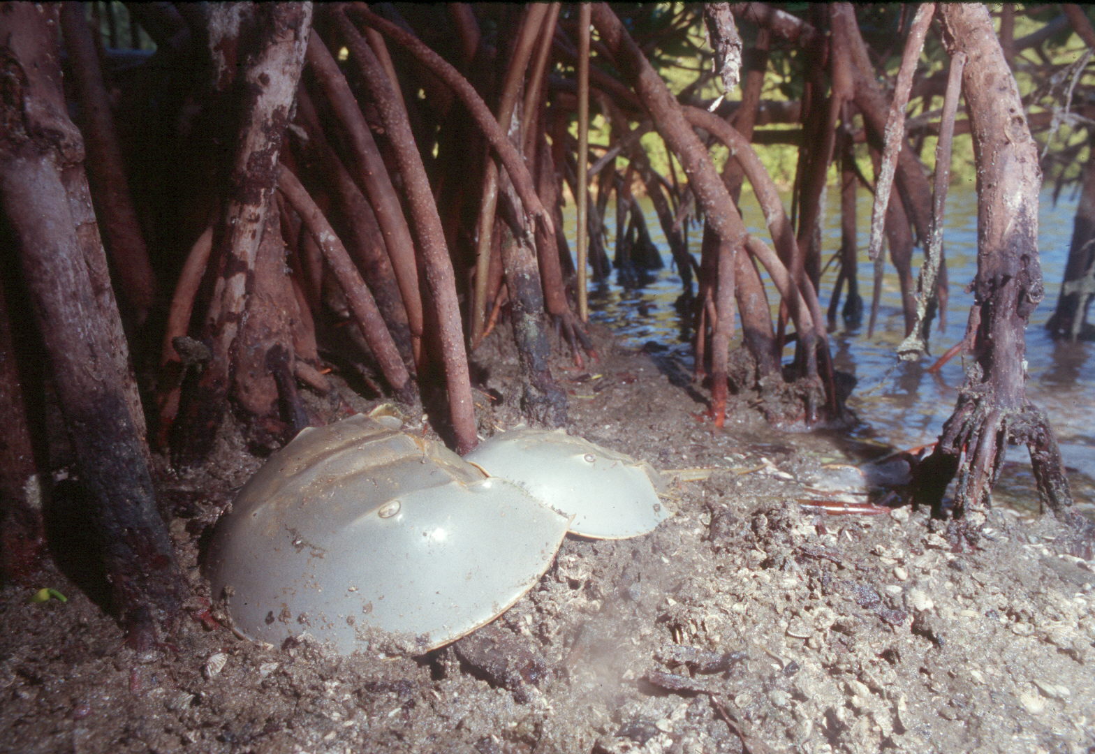 Miles de cangrejos de herradura atlánticos (Limulus polyphemus)